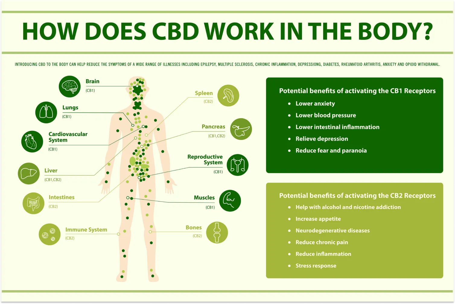 How CBD Works in the Body: Unlocking Its Healing Power