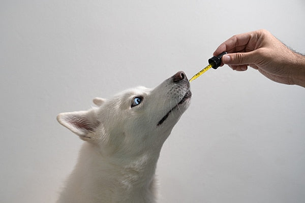 Is CBD Safe for Pets?