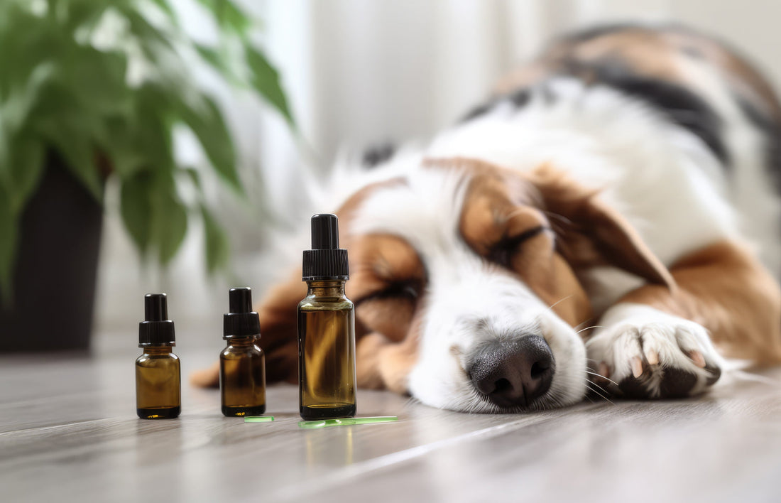 Benefits of CBD Oil for Dogs