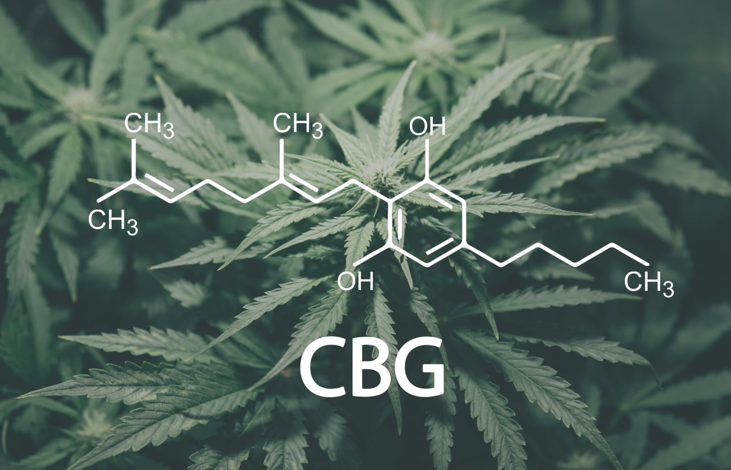 CBG vs. CBD: Full Breakdown