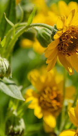 Arnica flowers