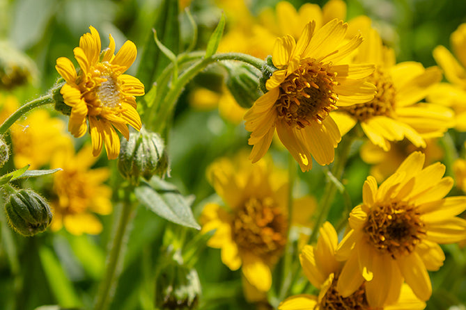 Arnica flowers