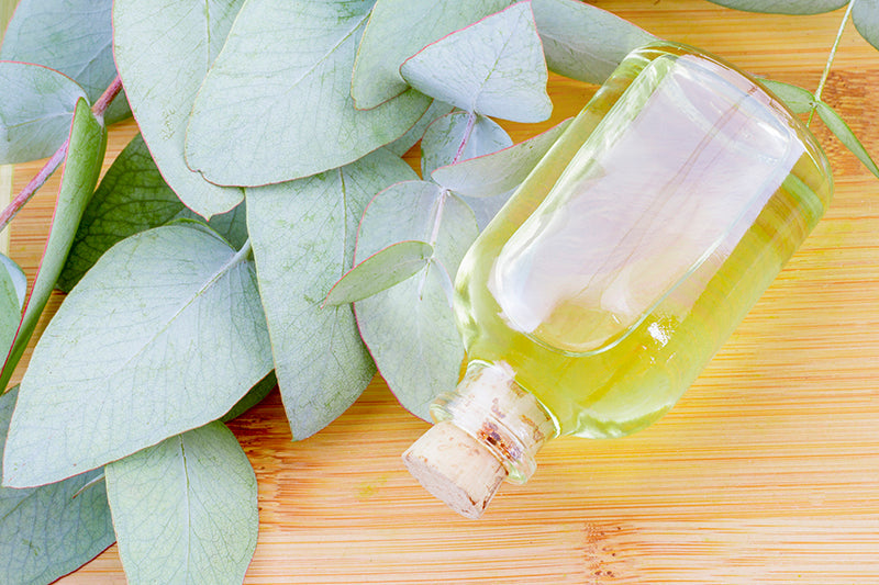 oil-and-eucalyptus-leaves