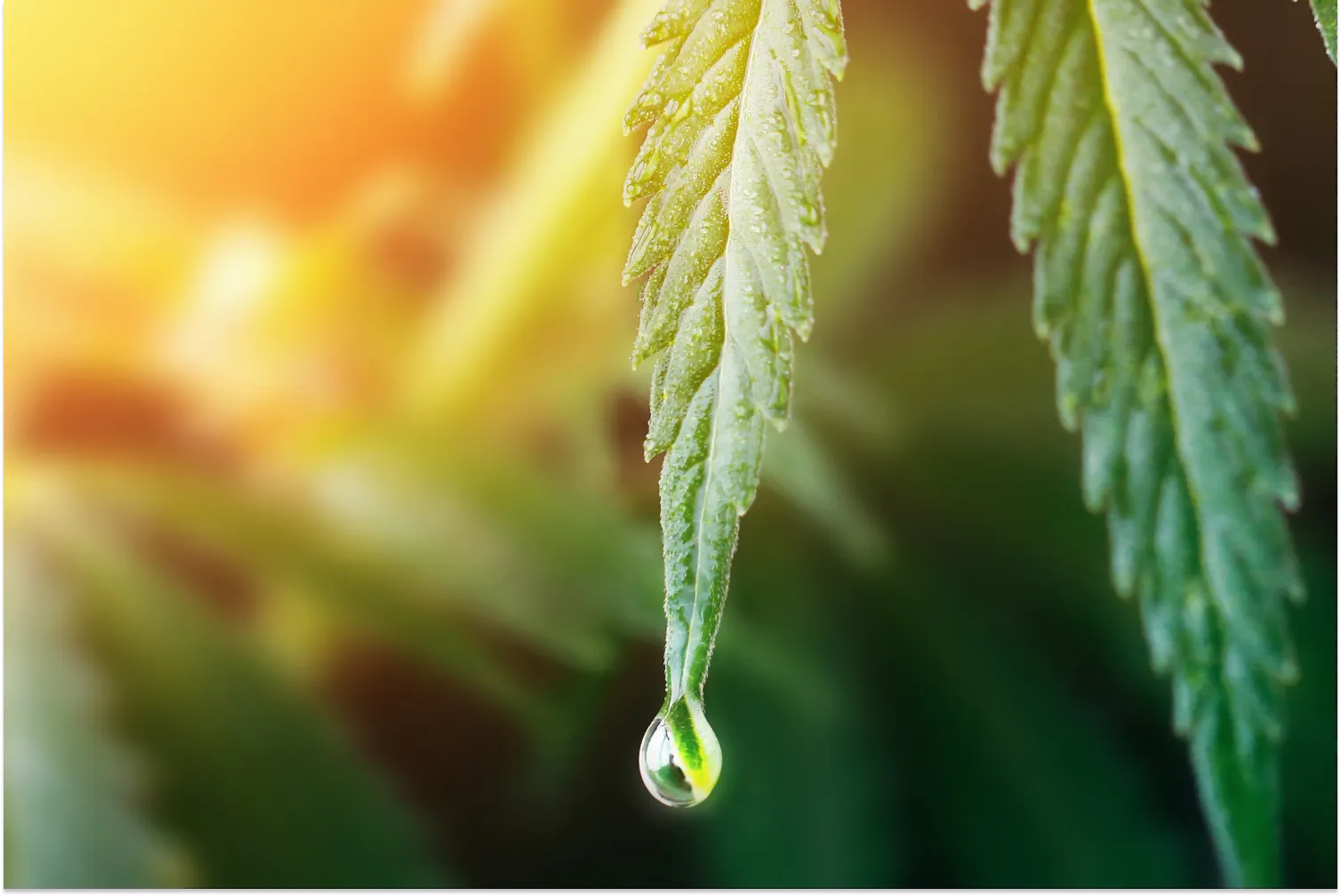 How Does CBD Oil Work?