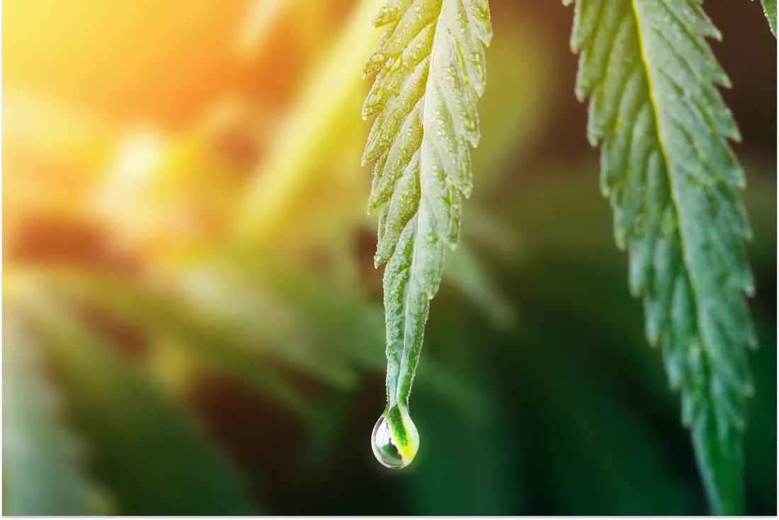 How Does CBD Oil Work?