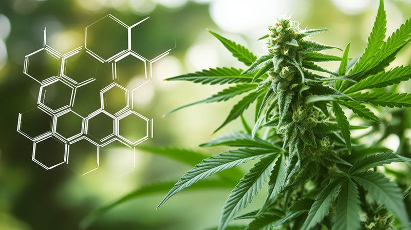 terpenes from marijuana plant