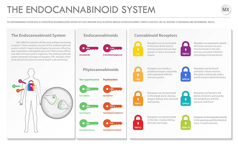 The Endocannabinoid system and cannabinoids